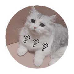 ミヌエットのめんまちゃん