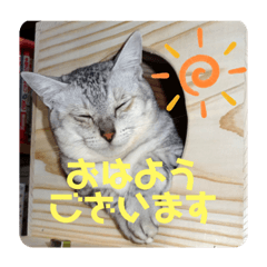 我が家の4匹ねこズ。