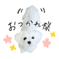 マルチーズのソラちゃん