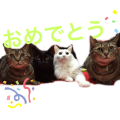 私の愛猫すたんぷ