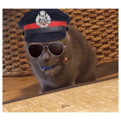 浜田家の猫あずきちゃん