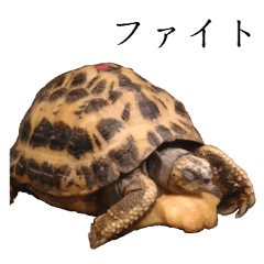 水族館にいそうな生き物★写真スタンプ