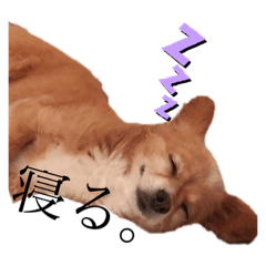 わんぱくコロン