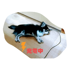 チワワのロンちゃん