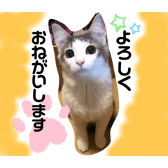 森猫おはぎ〜その2〜