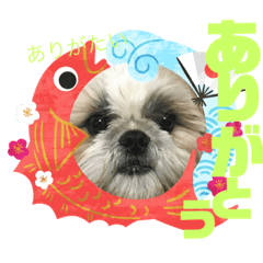 ハウくんとちよちゃんスタンプ