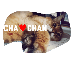 ちゃーちゃんとみんなの楽しい日々