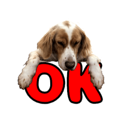 愛犬cielのスタンプ