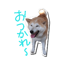 あおくみさんちのひなちゃんスタンプ