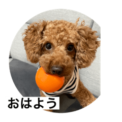 トイプードルれおスタンプ