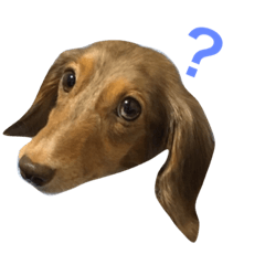 愛犬 ギンちゃんのスタンプ