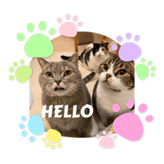 我が家のねこちゃーん達②