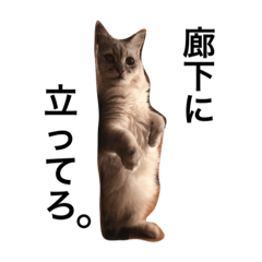 うちのほくちゃん