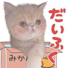 猫スタンプ～だいふく～
