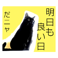 ニャんか話してるニャンズ パート２