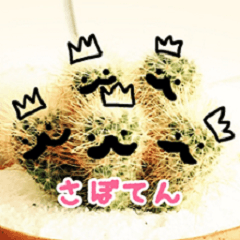 使いやすい癒し系のサボテン。実写。