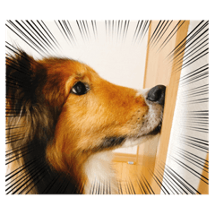 へんなシェルティー