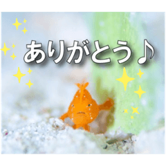 お礼する・お魚＆海中スタンプ