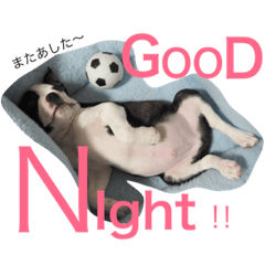 ボストンテリアのプティさん