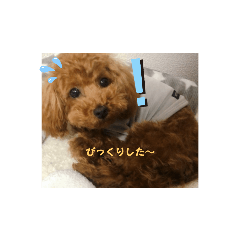 可愛いい自分の犬❤