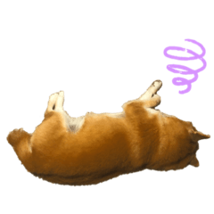 うちのきなこ（柴犬）