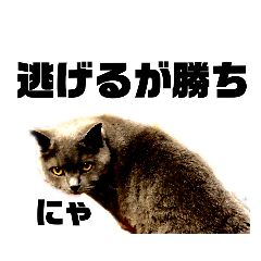 つぶやき(？)　　　　　　　　にゃんにゃん