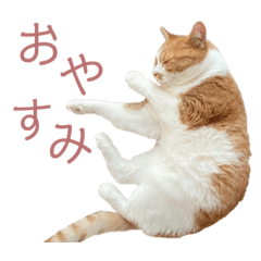 茶白ねこ ゆず