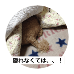 我が家の愛しのはな君！2