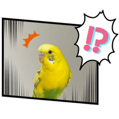 うちのセキセイインコきなこくん２