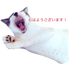 ラッキー&ナッツ&テン