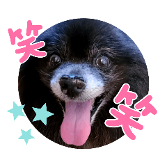 黒ポメくうたんGO!GO!