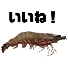 エビの挨拶