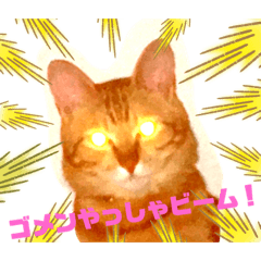 ゴメンやっしゃ猫