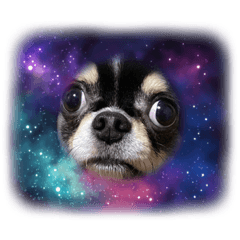 チワワの虎太郎 スタンプ2