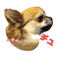 チワワの小春＆小太郎スタンプ