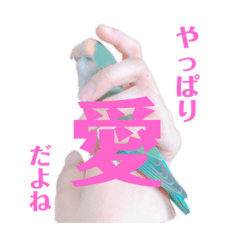 コザクラインコ好きのためのスタンプ