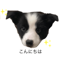 ボーダーコリーのライブ