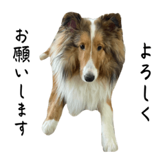 シェルティー   日常会話スタンプ