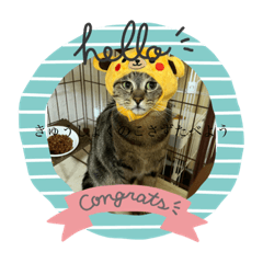 いろいろながくしゅうやねこやいろいろいぬ