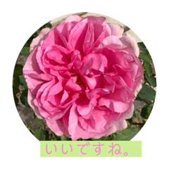 素敵なバラを見ながらお話しませんか。1