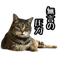 実写！猫殿スタンプ