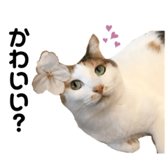 めいちゃんだらけのスタンプ