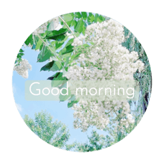 花のある毎日を˚* ☪︎·̩͙