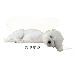 イッヌのウーちゃん