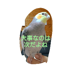オカメインコ・レモン3