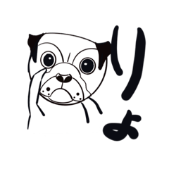 ウチのパグちゃん。