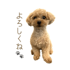 テディベアドッグのモコ2