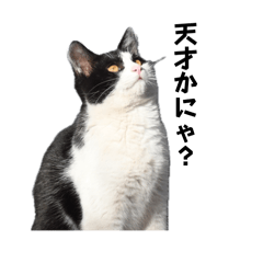 こんにちは猫にゃん