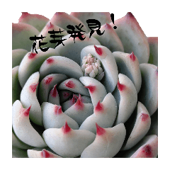 多肉植物で一言スタンプ