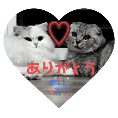 こまてん猫スタンプ